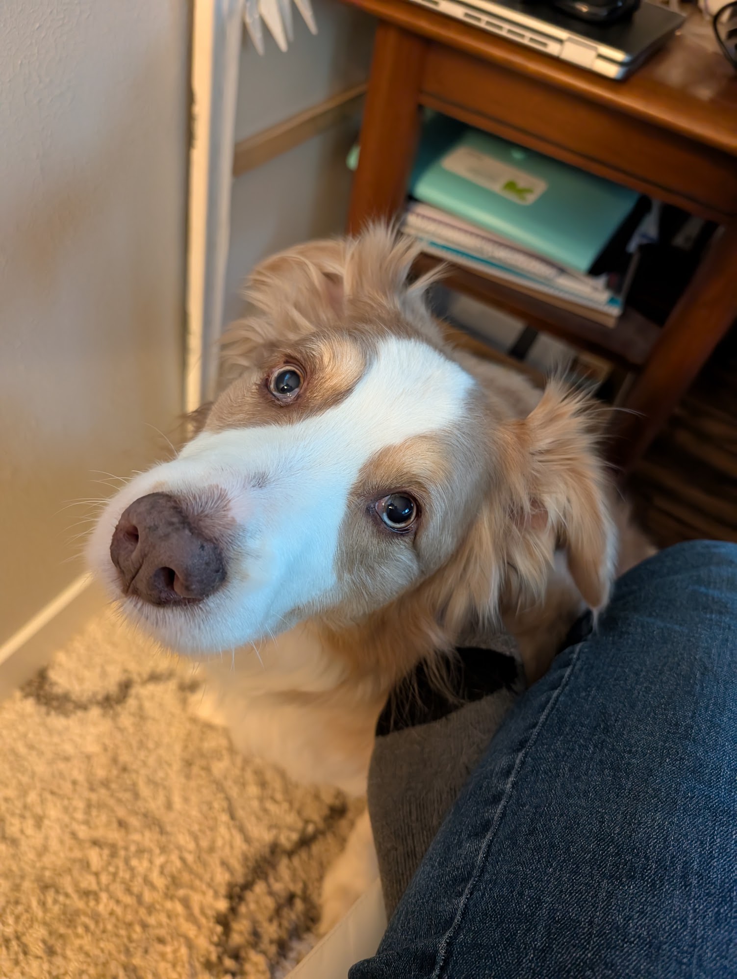 Opie helping me work